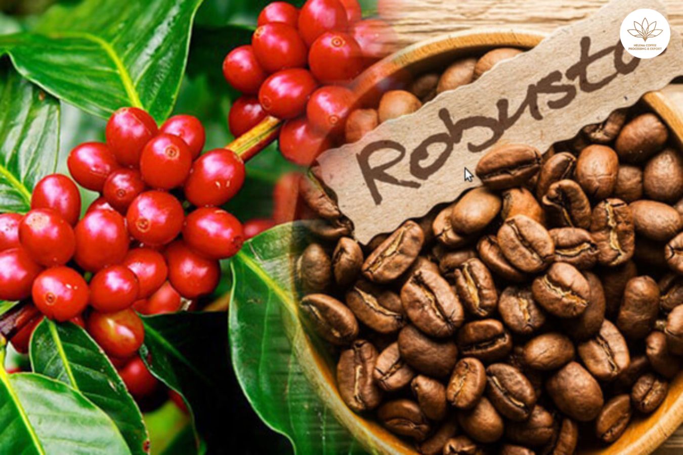 【全新大宗商品产品重磅上线】罗布斯塔咖啡豆：徘徊在历史高点附近!